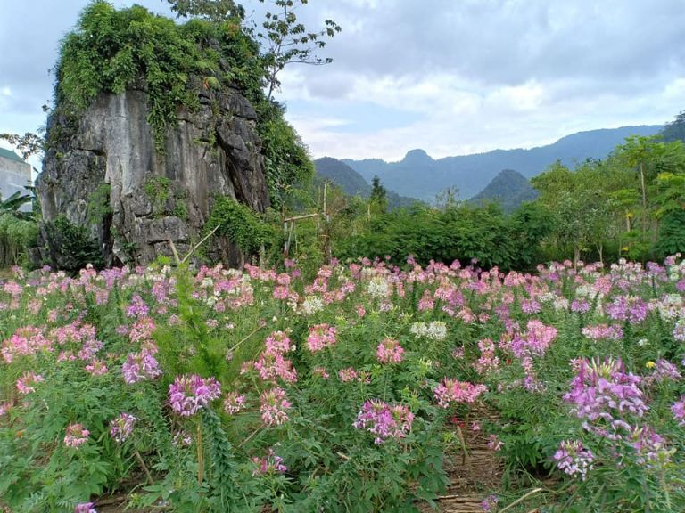 Ngắm Hoa Tại Thạch Sơn Thần