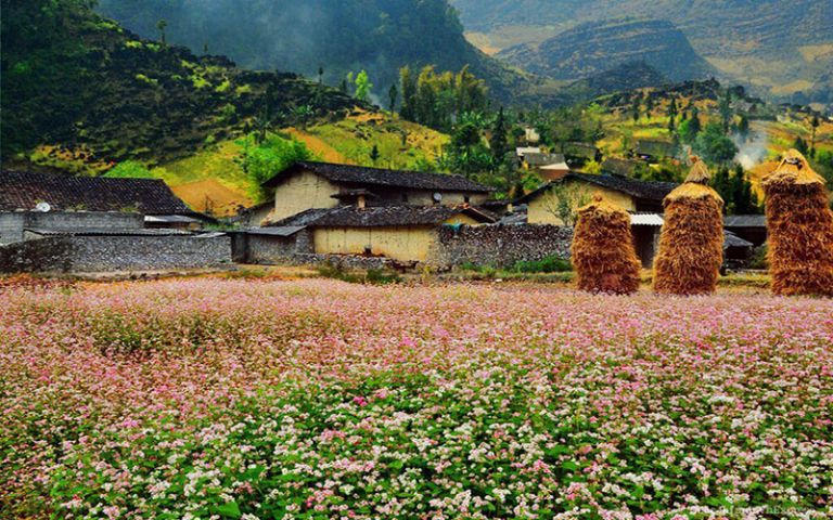  Làng văn hóa Lũng Cẩm - Chiêm ngưỡng hoa Tam Giác Mạch